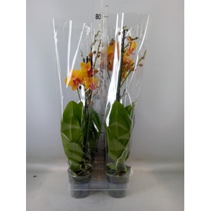 Phalaenopsis  'Buddha'