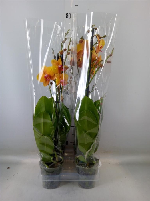 <h4>Phalaenopsis 'Buddha'</h4>