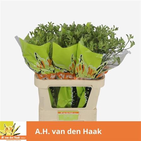 <h4>Anigoz Groen Extra</h4>