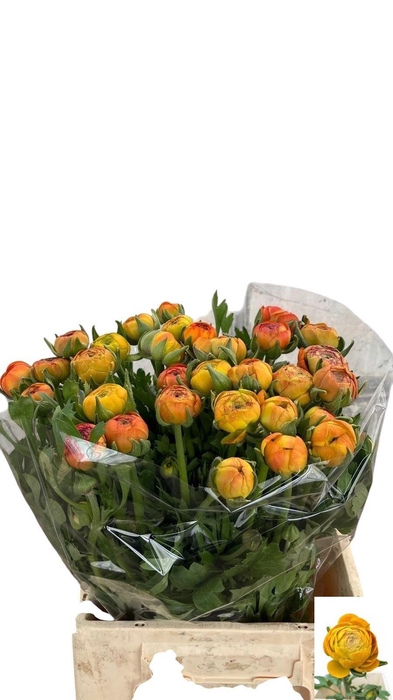 <h4>RAN AAZUR ORANGE</h4>