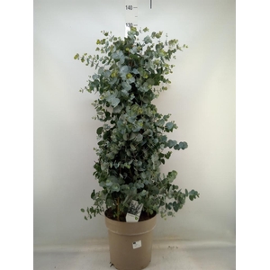 Eucalyptus