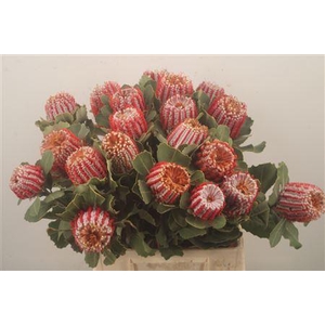 Banksia Coccinea