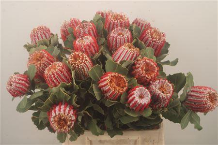 <h4>Banksia Coccinea</h4>