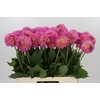 Dahlia Barbados