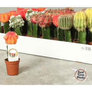 CACTUS GEM