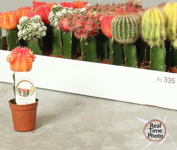 <h4>CACTUS GEM</h4>