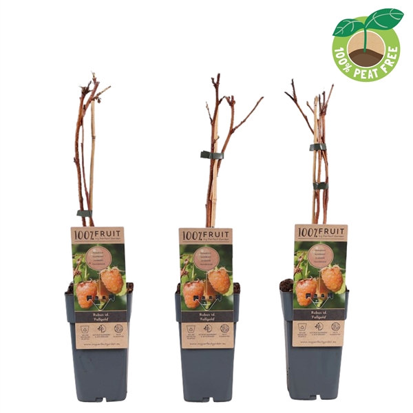 <h4>Rubus idaeus 'Twotimer' ®'Sugana'® YELLOW, P15</h4>