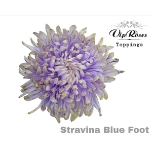 Chr G Stravina Blue Foot