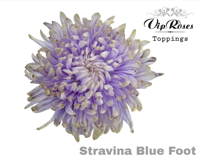 <h4>CHR G STRAVINA BLUE FOOT</h4>