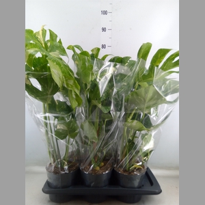 Monstera delic. 'Thai Constellatio'