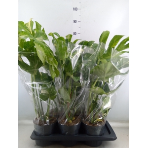 Monstera delic. 'Thai Constellatio'