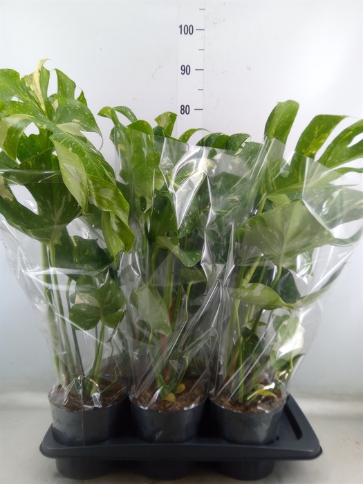 <h4>Monstera delic. 'Thai Constellatio'</h4>
