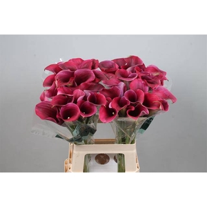 Calla Captain Promise Kallaland