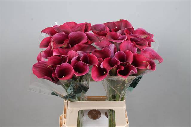 <h4>Calla Captain Promise Kallaland</h4>