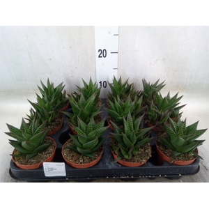 Haworthia limifolia