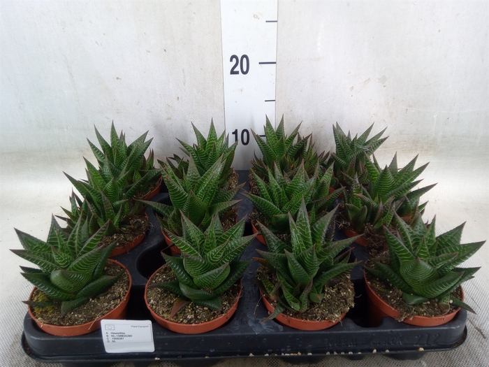 <h4>Haworthia limifolia</h4>
