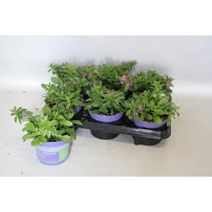 Happy Colours Scaevola Trio