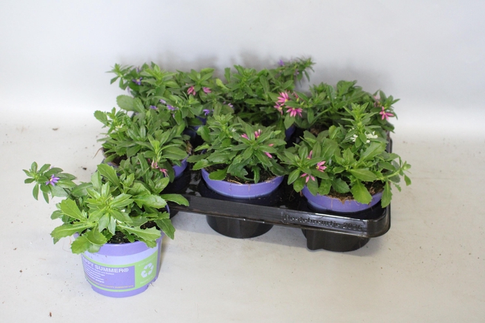 <h4>Happy Colours Scaevola Trio</h4>