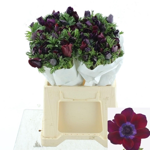 ANEM CO MIS BORDEAUX