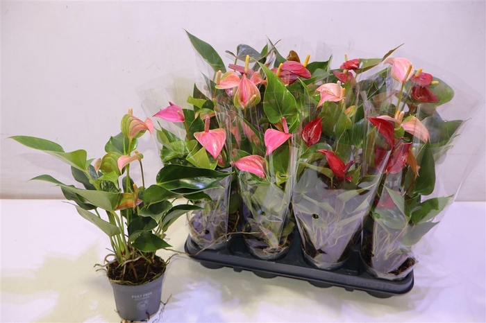 <h4>Anthu An Gem</h4>