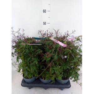 Jasminum polyanthum   ...rose