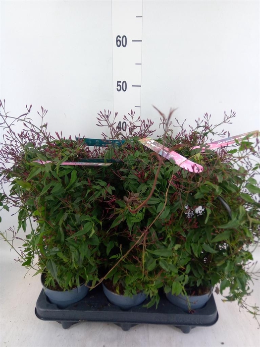 <h4>Jasminum polyanthum   ...rose</h4>