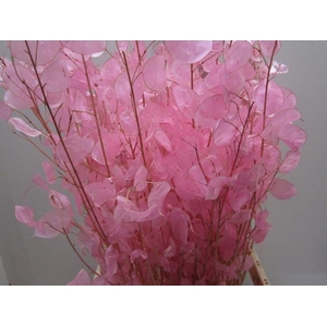 Deco Lunaria Rose