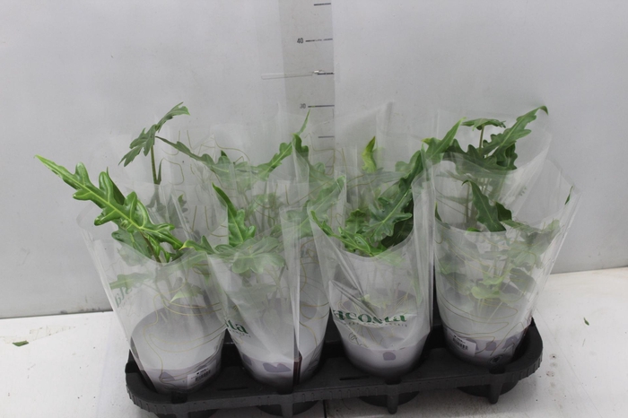 <h4>ALOCASIA PORTEI P12</h4>