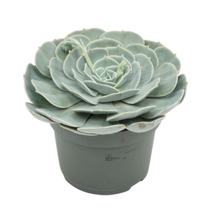 Echeveria Pollux