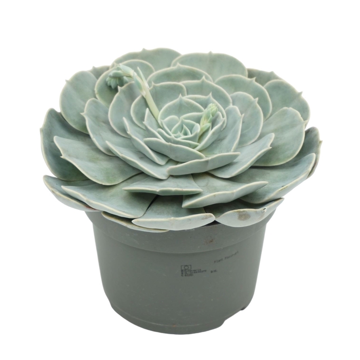 <h4>Echeveria Pollux</h4>