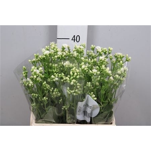 Kalanchoe White Meadow