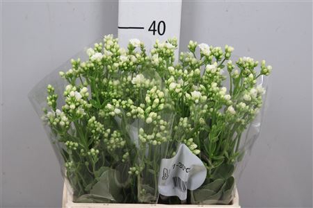 Kalanchoe White Meadow