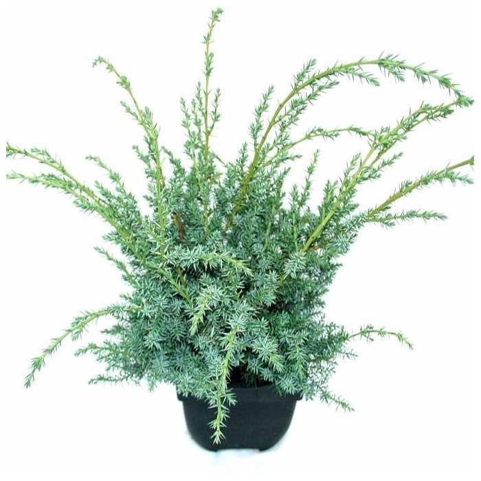 <h4>Juniperus chinensis 'Blue Alps' P17</h4>