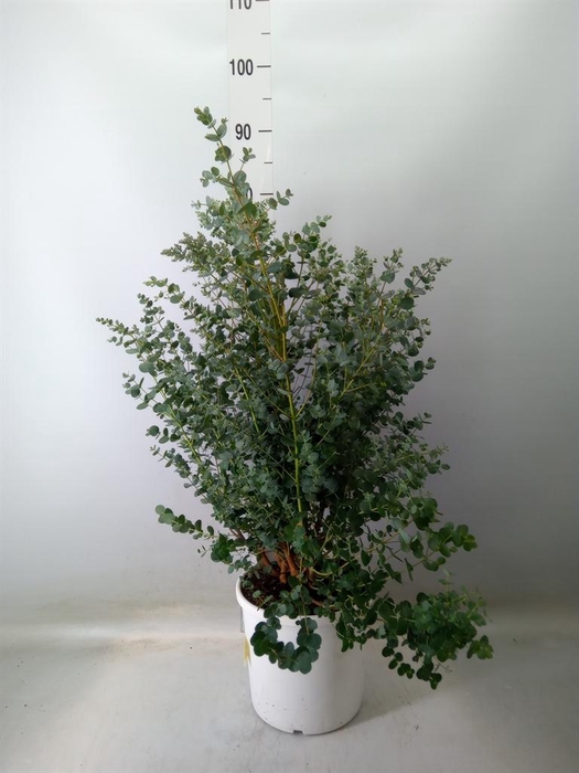 <h4>Eucalyptus gunnii</h4>