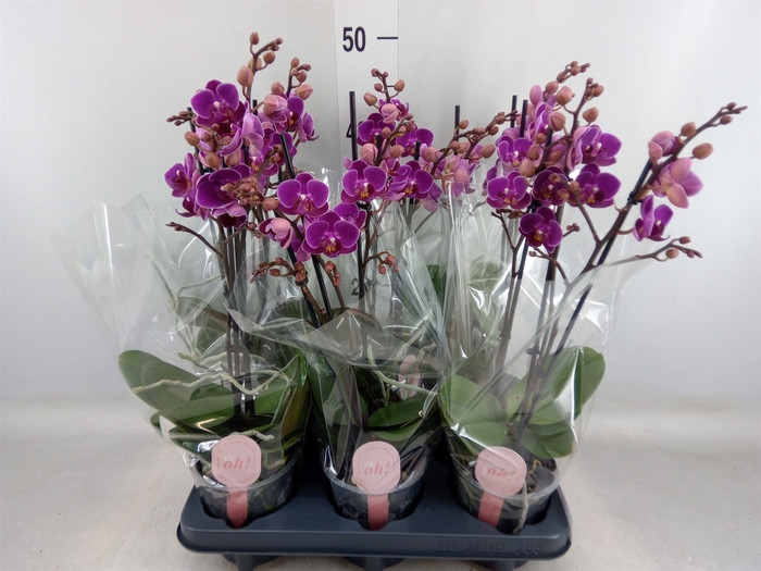 <h4>Phalaenopsis multi. 'Ant Merida'</h4>