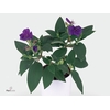 TIBOUCHINA RICH BLUE