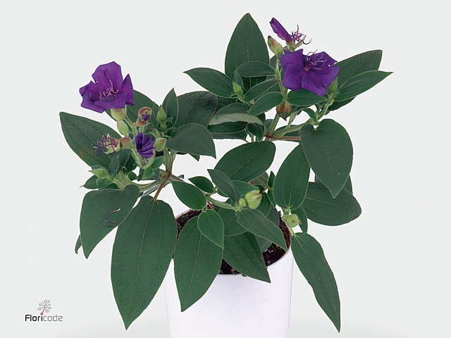 TIBOUCHINA RICH BLUE