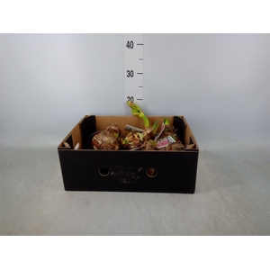 Hippeastrum   ...flowerbulbs