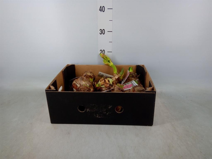 <h4>Hippeastrum ...flowerbulbs</h4>