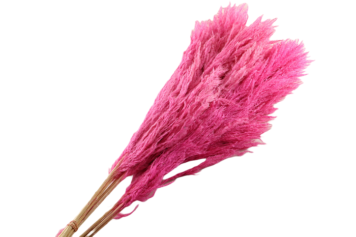 <h4>Sacuara Cerise</h4>