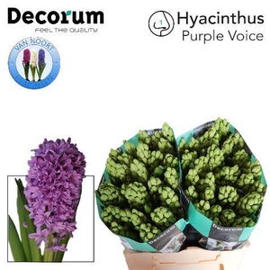 Hyac Purple Voice 2x25