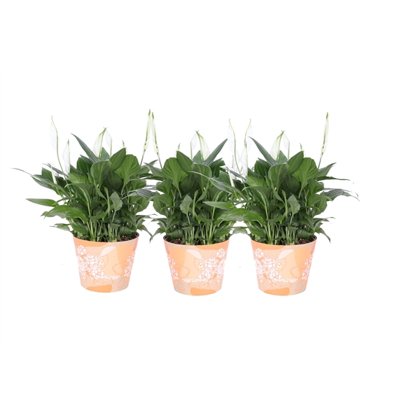 <h4>KP-849.6 OR - Spathiphyllum in waterdichte oranje smartcup</h4>