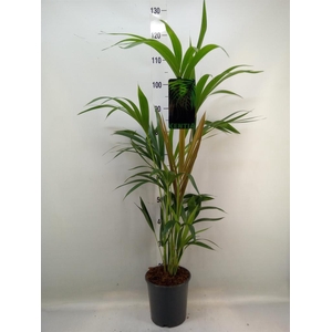 Howea forsteriana