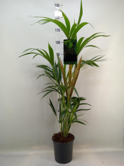 <h4>Howea forsteriana</h4>