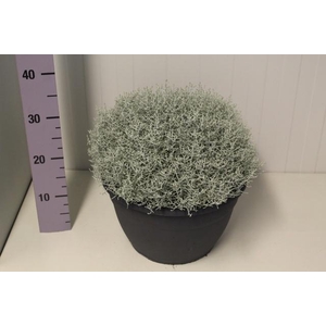 LEUCOPH BROWNII
