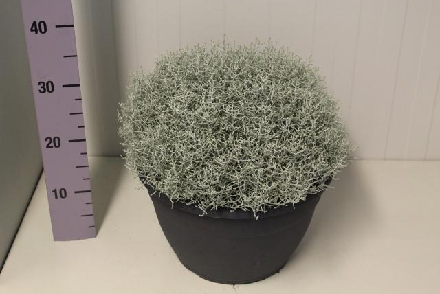 <h4>LEUCOPH BROWNII</h4>