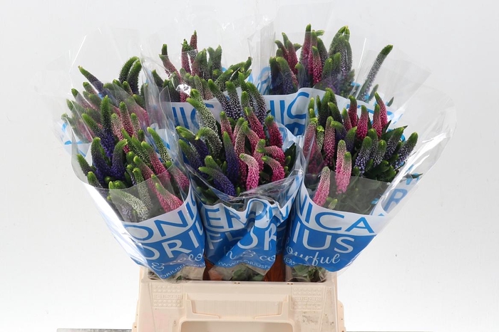 <h4>Veron Smart Col Gem</h4>