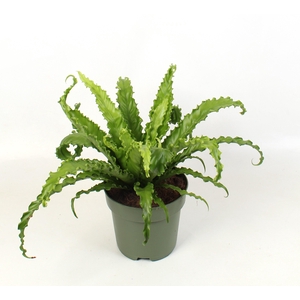 Asplenium antiquum Osaka