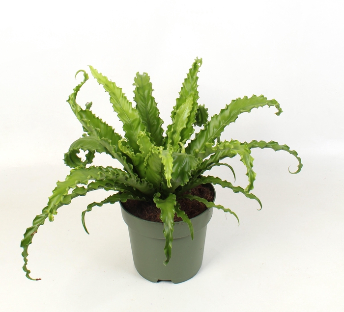<h4>Asplenium antiquum Osaka</h4>