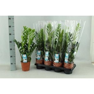 Zamioculcas zamifolia 14Ø 65cm 5st